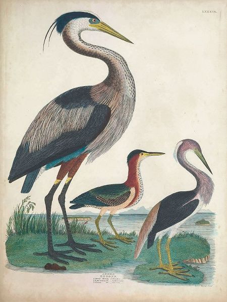 Antique Heron and Waterbirds IV