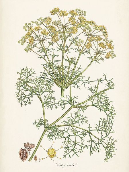 Saffron Botanicals IV