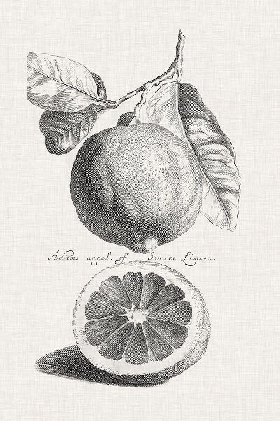 Antique Lemons and Oranges IV