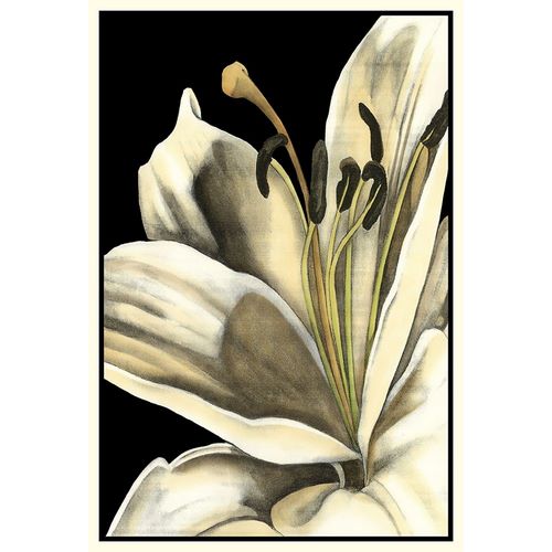 Graphic Lily III