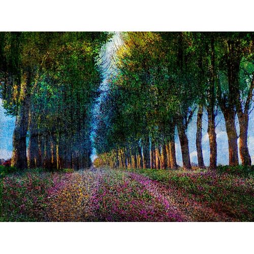 Row of Trees Provence