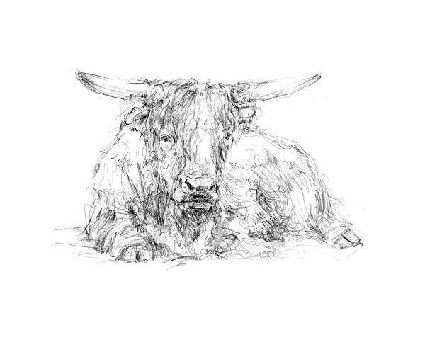 Highland Cattle Sketch II