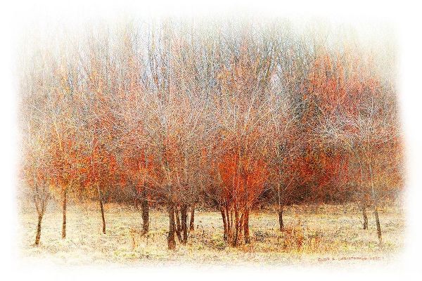 Row of Red Trees