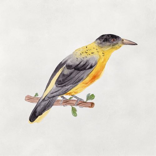 Bird Sketch VI