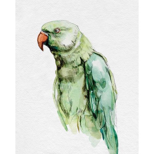 Bright Parrot Portrait I
