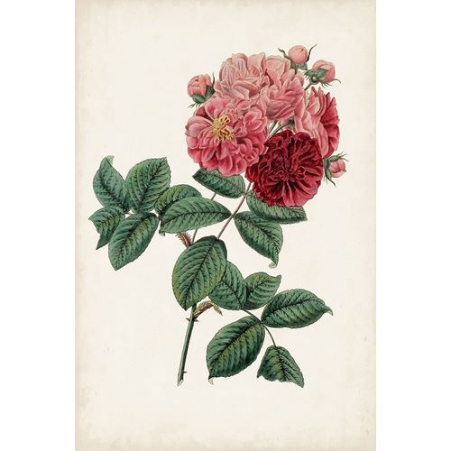 Vintage Rose Clippings III