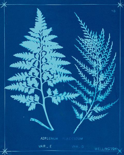 Cyanotype Ferns V