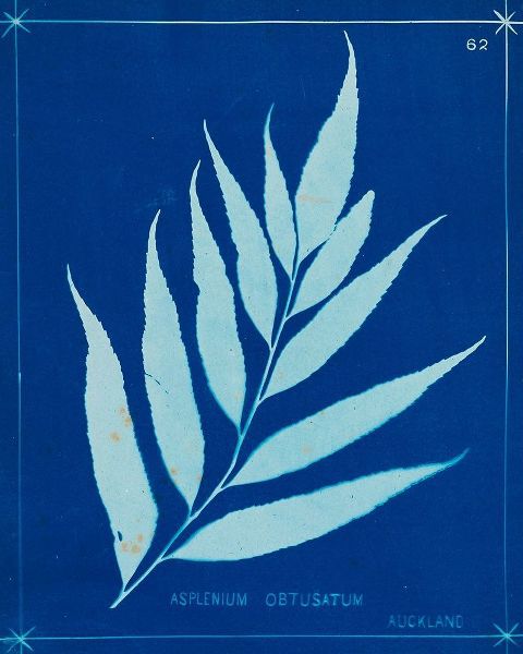 Cyanotype Ferns VII