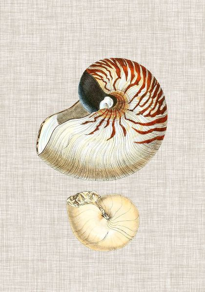 Antique Shells on Linen VII