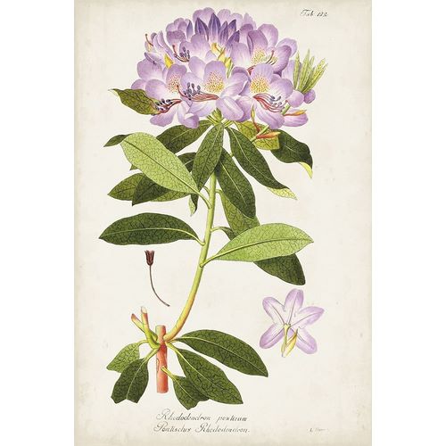 Vintage Rhododendron II