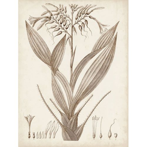 Sepia Exotic Plants VII
