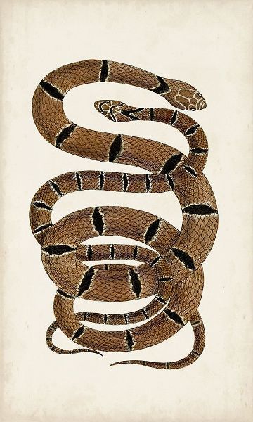 Antique Snakes III