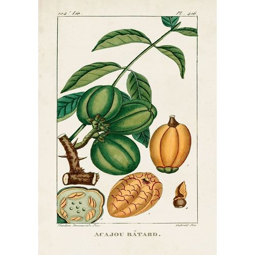Turpin Foliage and Fruit IV