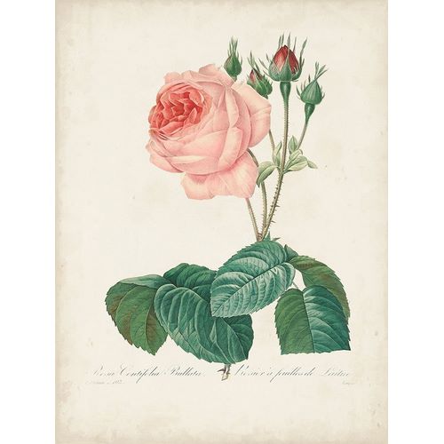 Redoute, Pierre 아티스트의 Vintage Redoute Roses I 작품