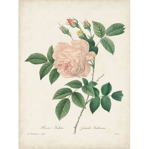 Redoute, Pierre 아티스트의 Vintage Redoute Roses II 작품