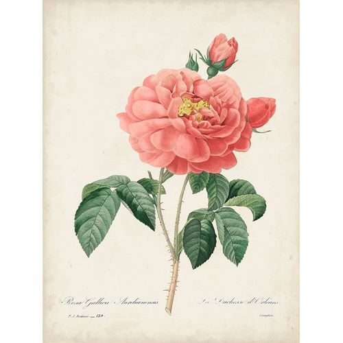 Redoute, Pierre 아티스트의 Vintage Redoute Roses III 작품