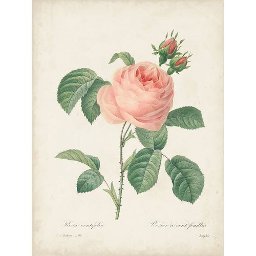 Redoute, Pierre 아티스트의 Vintage Redoute Roses IV 작품