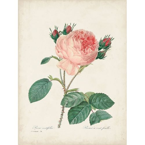 Redoute, Pierre 아티스트의 Vintage Redoute Roses V 작품