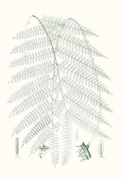 Verdure Ferns I