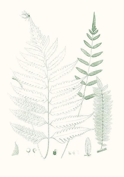 Verdure Ferns II