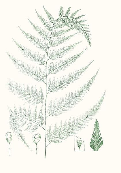Verdure Ferns III