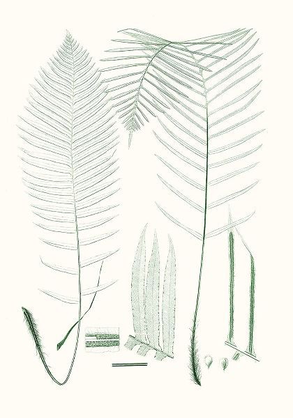 Verdure Ferns VII