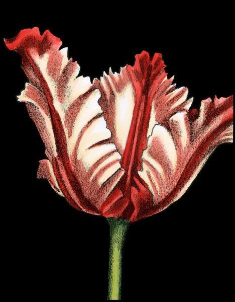 Vibrant Tulips II