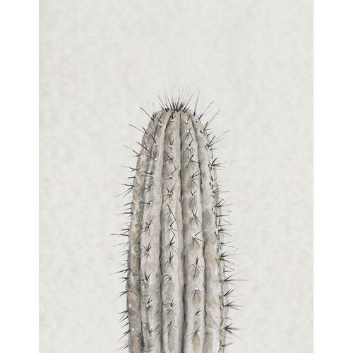 Cactus Study III
