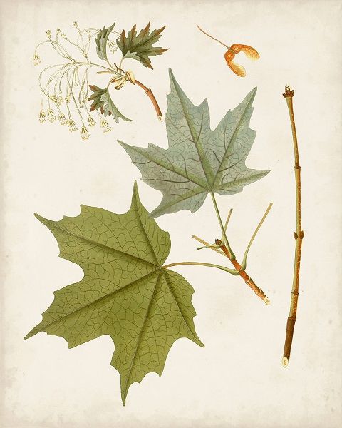 Unknown  아티스트의 Antique Leaves VII 작품