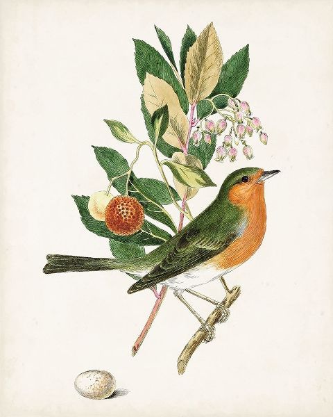 Unknown  아티스트의 Antique Bird-Botanical and Egg I 작품
