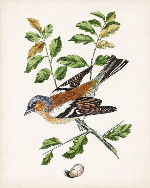 Unknown  아티스트의 Antique Bird-Botanical and Egg II 작품