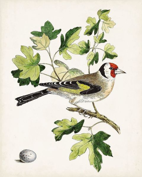 Unknown  아티스트의 Antique Bird-Botanical and Egg III 작품