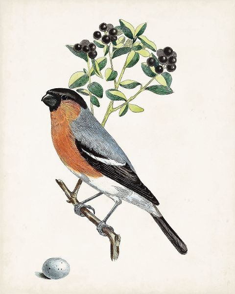 Unknown  아티스트의 Antique Bird-Botanical and Egg IV 작품
