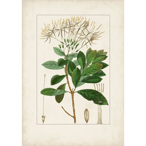 Turpin  아티스트의 Antique Turpin Botanical II 작품