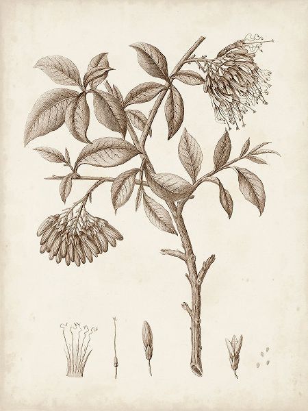 Unknown  아티스트의 Antique Sepia Botanicals I 작품