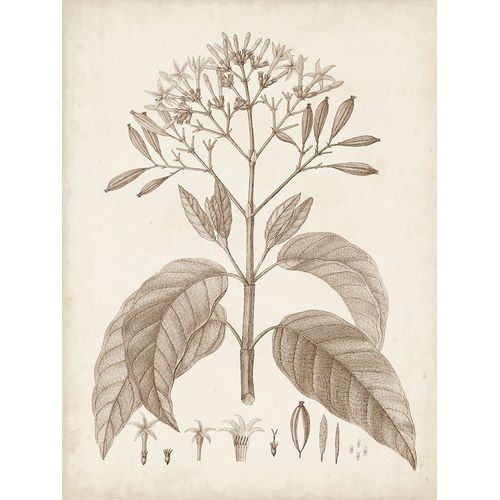 Unknown  아티스트의 Antique Sepia Botanicals III 작품