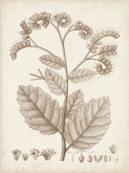 Unknown  아티스트의 Antique Sepia Botanicals IV 작품