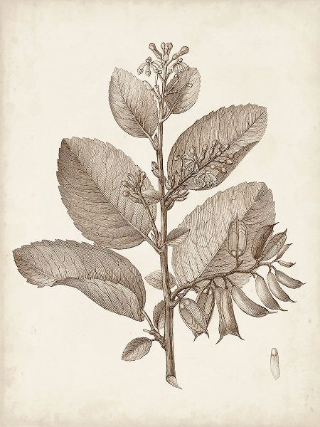 Unknown  아티스트의 Antique Sepia Botanicals V 작품
