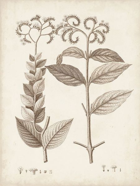 Unknown  아티스트의 Antique Sepia Botanicals VI 작품