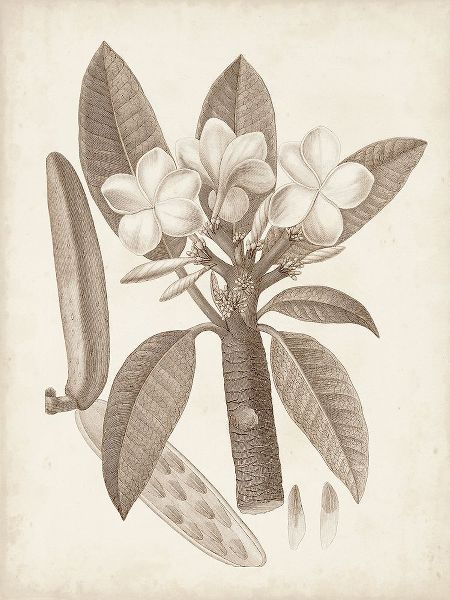 Unknown  아티스트의 Antique Sepia Botanicals VII 작품