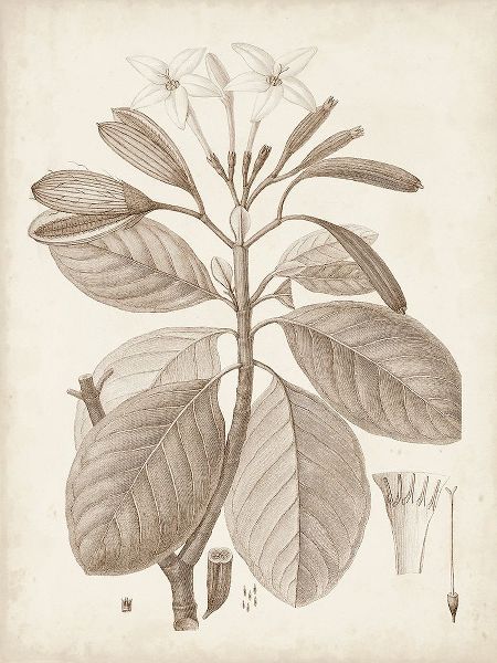 Unknown  아티스트의 Antique Sepia Botanicals VIII 작품