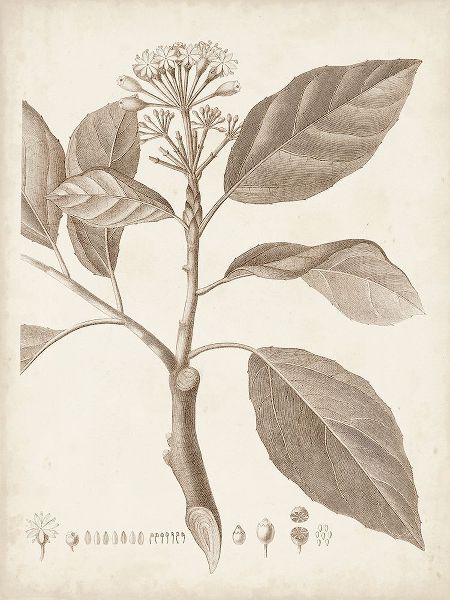 Unknown  아티스트의 Antique Sepia Botanicals IX 작품