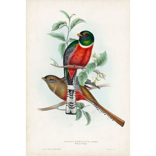 Gould, John 아티스트의 Gould Tropical Birds II 작품