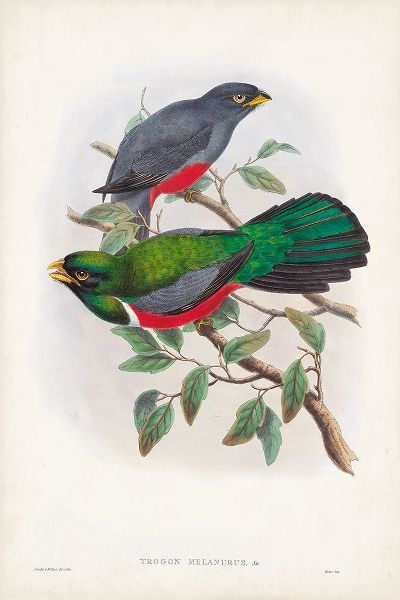Gould, John 아티스트의 Gould Tropical Birds III 작품