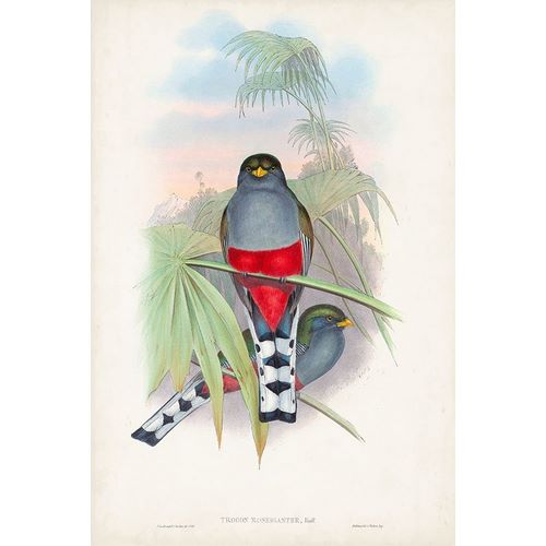 Gould, John 아티스트의 Gould Tropical Birds IV 작품