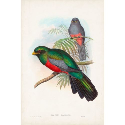 Gould, John 아티스트의 Gould Tropical Birds V 작품