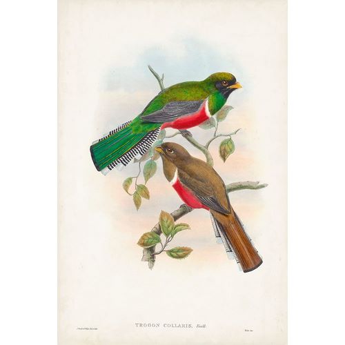 Gould, John 아티스트의 Gould Tropical Birds VI 작품
