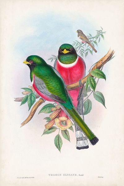 Gould, John 아티스트의 Gould Tropical Birds VII 작품