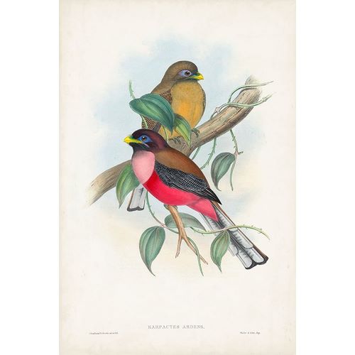 Gould, John 아티스트의 Gould Tropical Birds VIII 작품