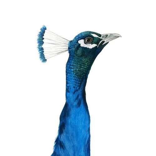 Popp, Grace 아티스트의 Peacock Portrait I 작품